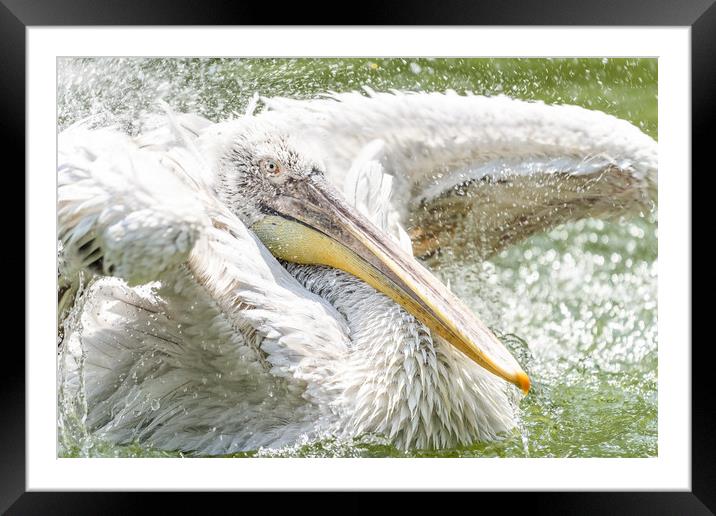 White Pelican Bird In Wilderness Delta Water Framed Mounted Print by Radu Bercan