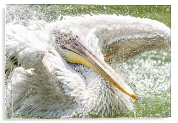 White Pelican Bird In Wilderness Delta Water Acrylic by Radu Bercan