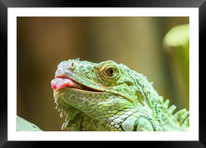 Green Iguana Reptile Portrait On Tree Branch Framed Mounted Print by Radu Bercan