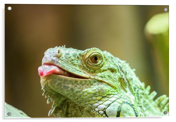 Green Iguana Reptile Portrait On Tree Branch Acrylic by Radu Bercan