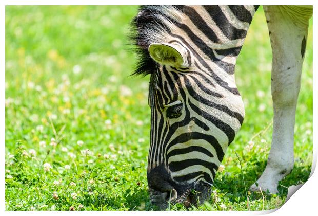 Wild Zebra Grazing On Fresh Green Grass Field Print by Radu Bercan