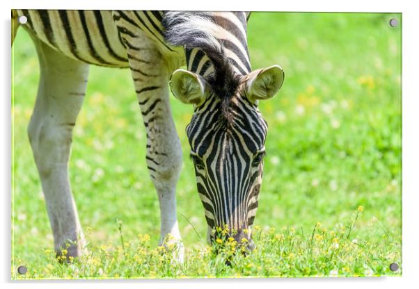 Wild Zebra Grazing On Fresh Green Grass Field Acrylic by Radu Bercan