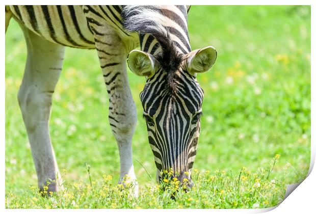 Wild Zebra Grazing On Fresh Green Grass Field Print by Radu Bercan