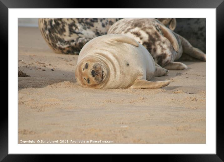 Sleepy Seal Framed Mounted Print by Sally Lloyd