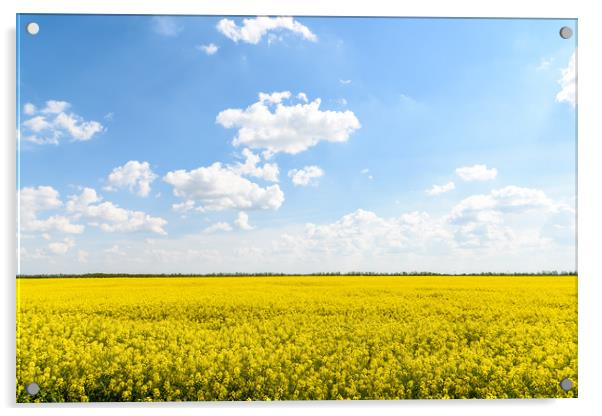 Yellow Rapeseed Flowers Field With Blue Sky Acrylic by Radu Bercan