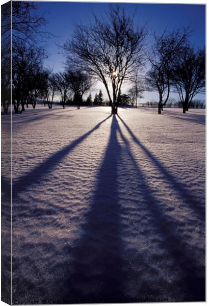Winter shadows Canvas Print by Colin Woods
