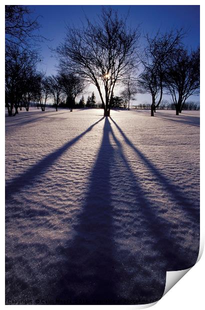 Winter shadows Print by Colin Woods