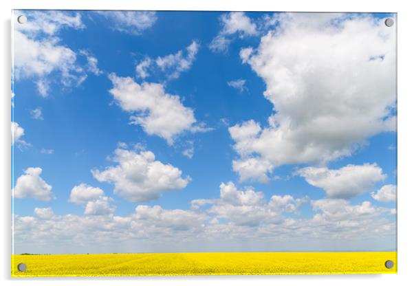Yellow Rapeseed Flowers Field With Blue Sky Acrylic by Radu Bercan
