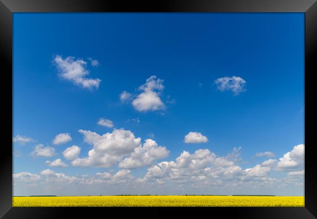 Yellow Rapeseed Flowers Field With Blue Sky Framed Print by Radu Bercan