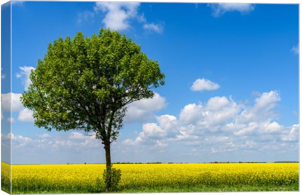 Green Tree In Yellow Rapeseed Flowers Field With B Canvas Print by Radu Bercan