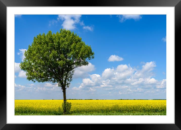 Green Tree In Yellow Rapeseed Flowers Field With B Framed Mounted Print by Radu Bercan
