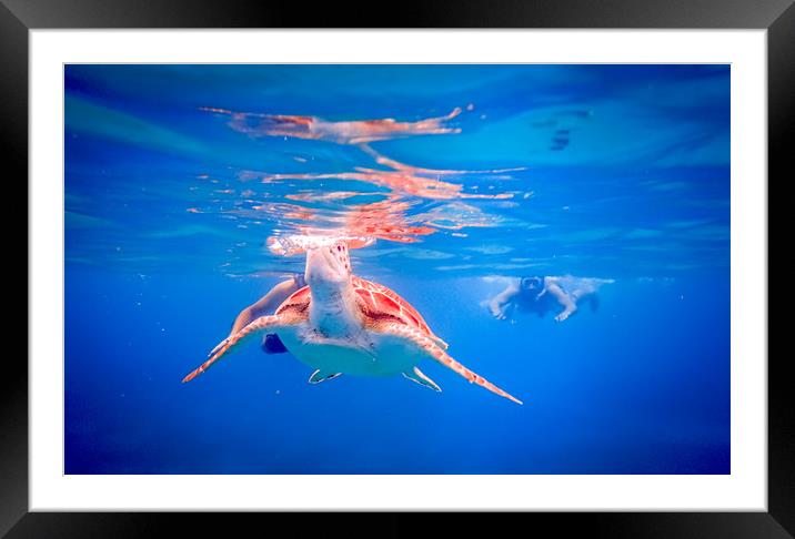     Grandi Beach with pelicans and turtles -Curaca Framed Mounted Print by Gail Johnson