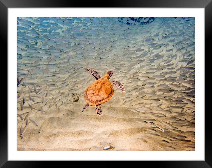     Grandi Beach with pelicans and turtles -Curaca Framed Mounted Print by Gail Johnson