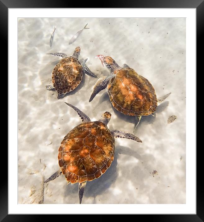     Grandi Beach with pelicans and turtles -Curaca Framed Mounted Print by Gail Johnson