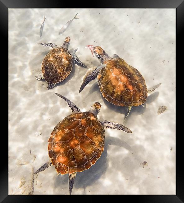     Grandi Beach with pelicans and turtles -Curaca Framed Print by Gail Johnson