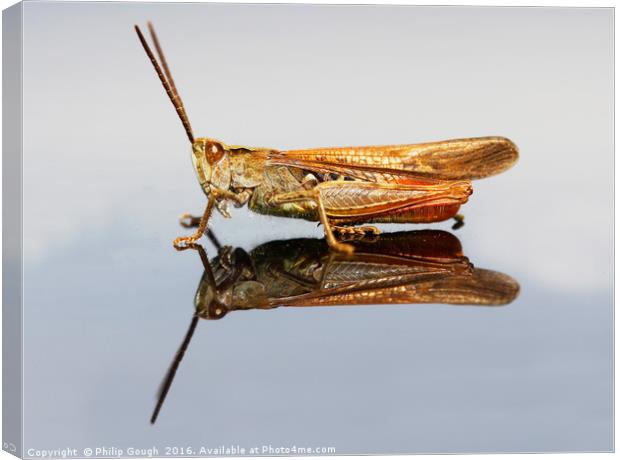 Grasshopper (Suborder Caelifera) Canvas Print by Philip Gough