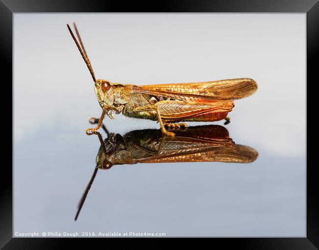 Grasshopper (Suborder Caelifera) Framed Print by Philip Gough