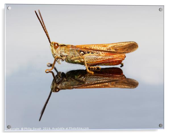 Grasshopper (Suborder Caelifera) Acrylic by Philip Gough