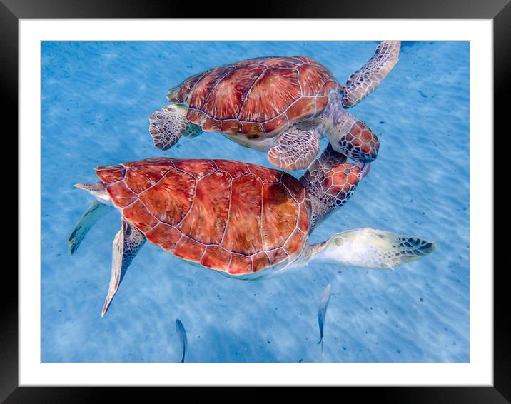     Grandi Beach with pelicans and turtles -Curaca Framed Mounted Print by Gail Johnson