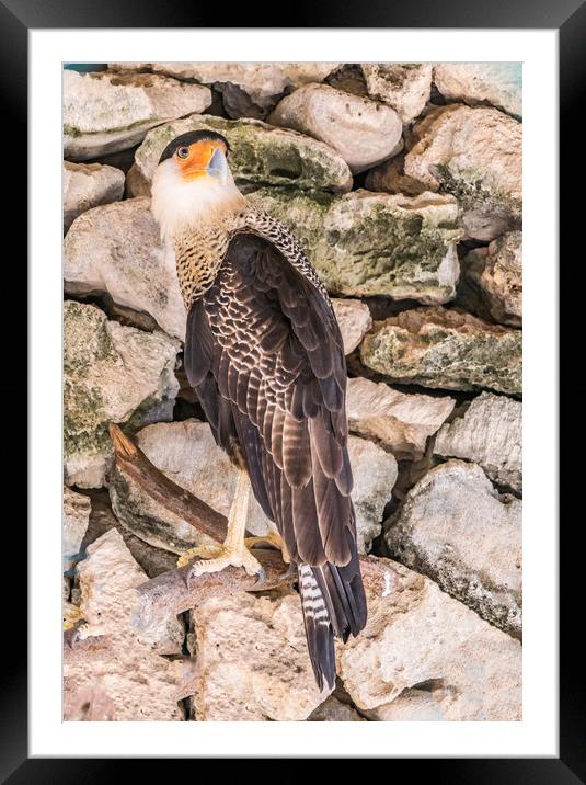   Cara Cara bird of prey Curacao views Framed Mounted Print by Gail Johnson