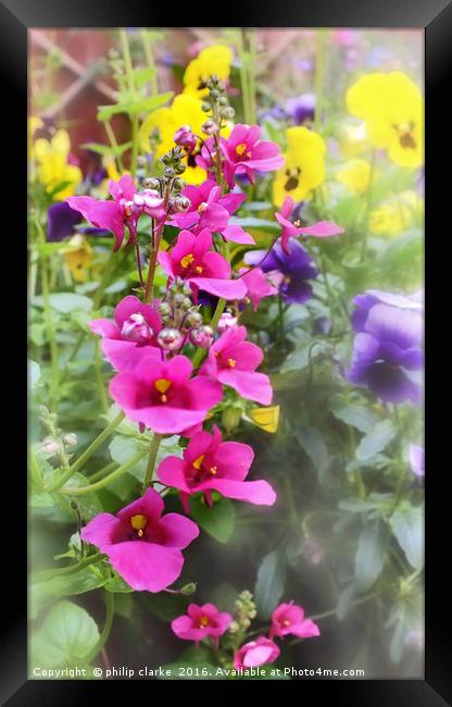 Cottage Garden Flowers Framed Print by philip clarke