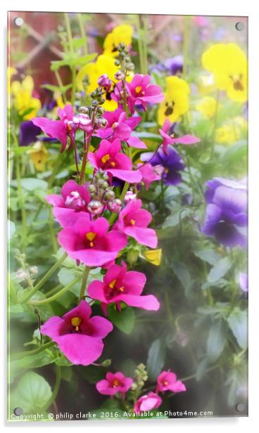 Cottage Garden Flowers Acrylic by philip clarke