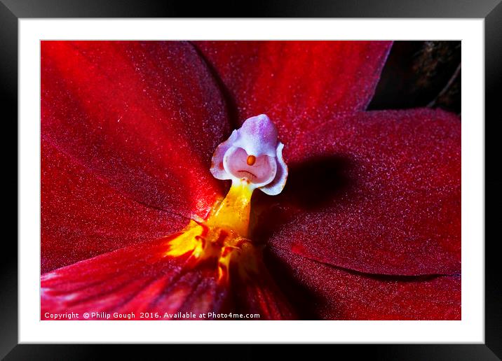 Centre Orchid Framed Mounted Print by Philip Gough