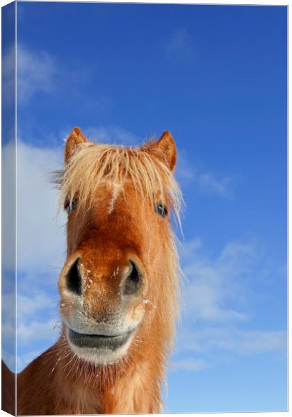 Icelandic Horse Canvas Print by Arterra 