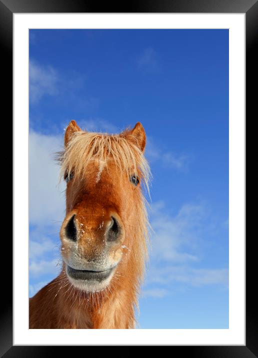 Icelandic Horse Framed Mounted Print by Arterra 