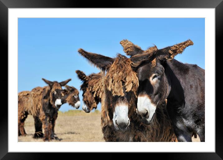 Poitou Donkeys in Field Framed Mounted Print by Arterra 