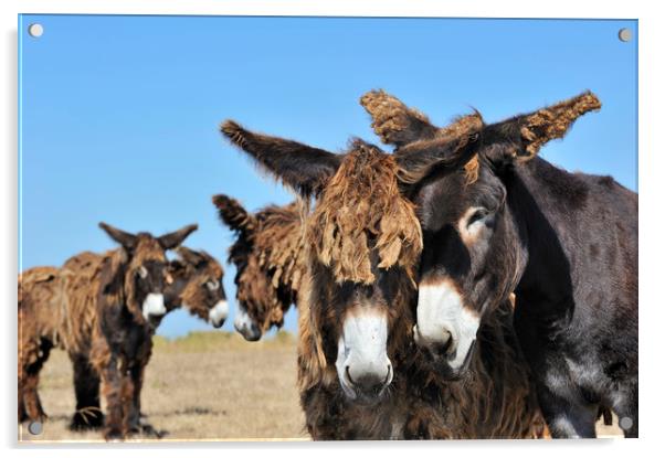 Poitou Donkeys in Field Acrylic by Arterra 