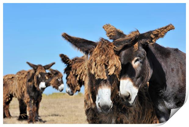 Poitou Donkeys in Field Print by Arterra 