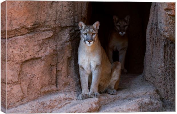 Mountain Lions in Cave Canvas Print by Arterra 