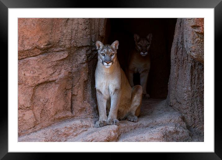 Mountain Lions in Cave Framed Mounted Print by Arterra 