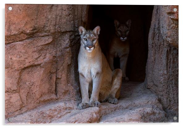Mountain Lions in Cave Acrylic by Arterra 