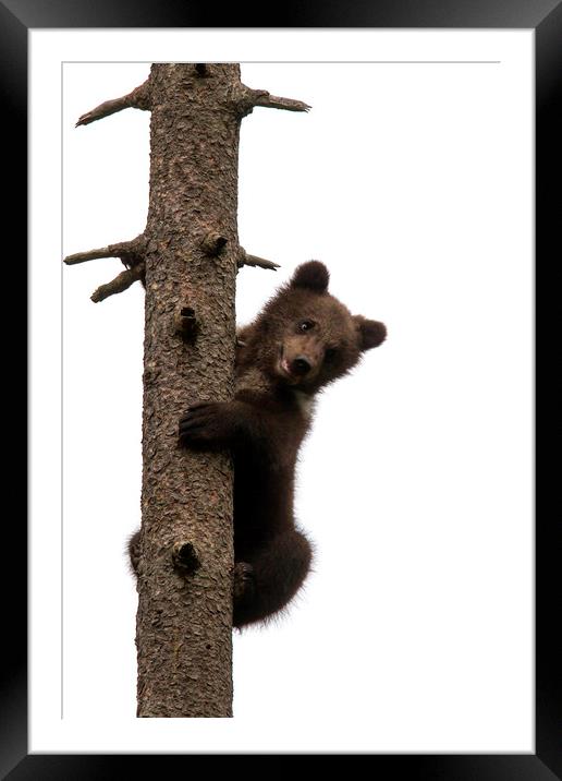 Brown Bear Cub in Tree Framed Mounted Print by Arterra 