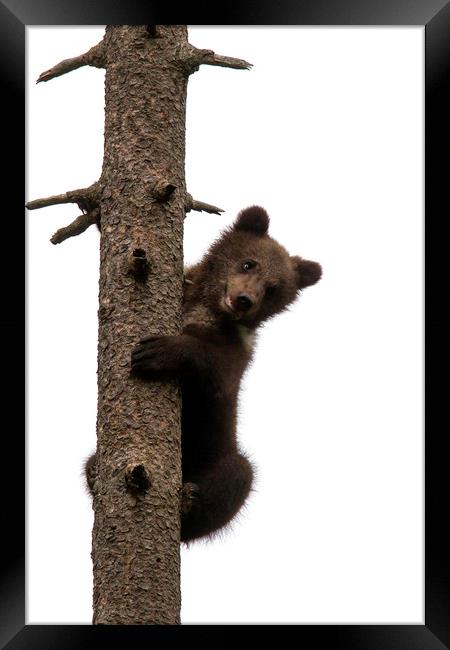 Brown Bear Cub in Tree Framed Print by Arterra 