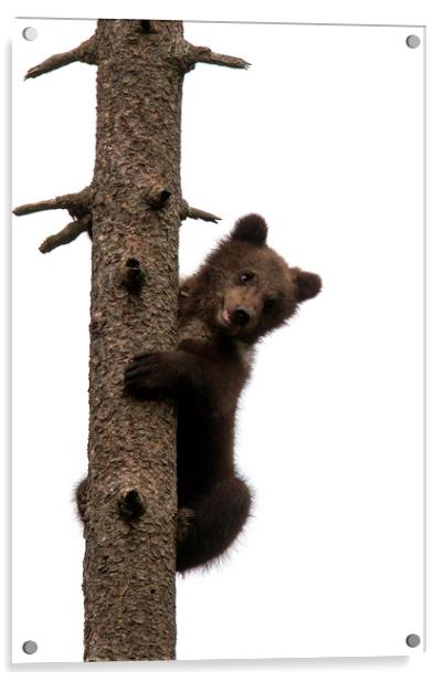 Brown Bear Cub in Tree Acrylic by Arterra 