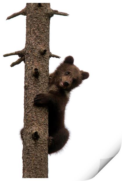 Brown Bear Cub in Tree Print by Arterra 