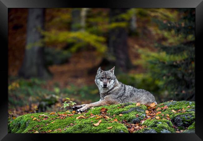 Wolf in Forest Framed Print by Arterra 