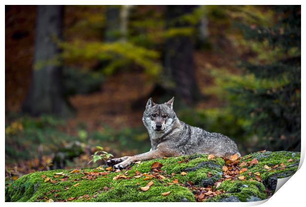 Wolf in Forest Print by Arterra 