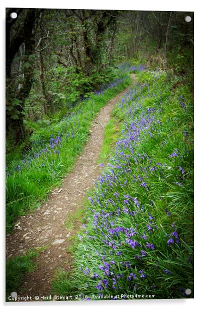 The Path through the Bluebells Acrylic by Heidi Stewart