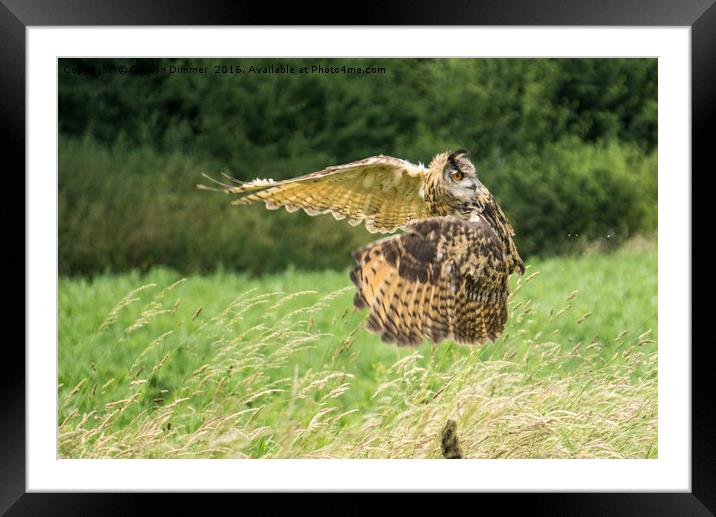 Looking One Way, Flying in Another, The Amazing Ea Framed Mounted Print by Gordon Dimmer