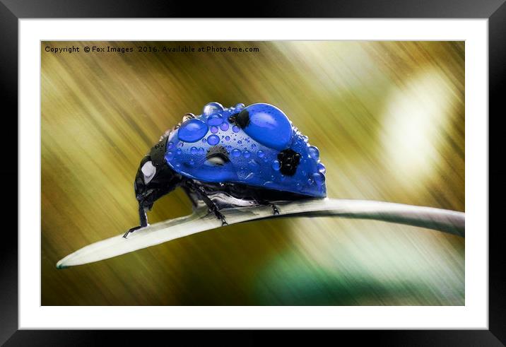Ladybird on grass Framed Mounted Print by Derrick Fox Lomax