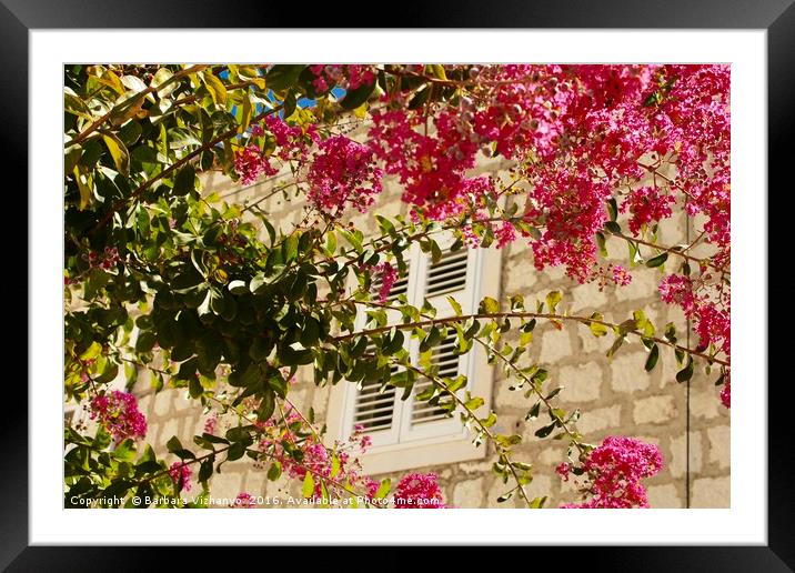 Flowers in front of a window Framed Mounted Print by Barbara Vizhanyo