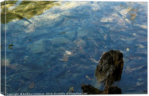 Fish in the lake at Plitvice National Park Canvas Print by Barbara Vizhanyo