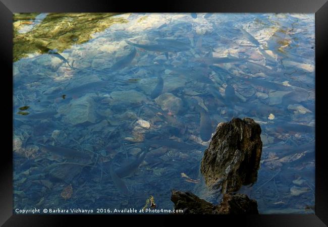 Fish in the lake at Plitvice National Park Framed Print by Barbara Vizhanyo