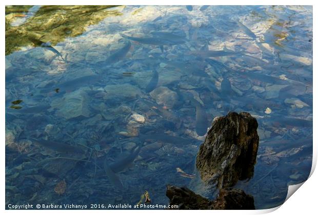 Fish in the lake at Plitvice National Park Print by Barbara Vizhanyo