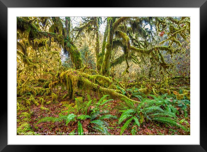 Hall of Mosses in the Hoh Rainforest. Framed Mounted Print by Jamie Pham