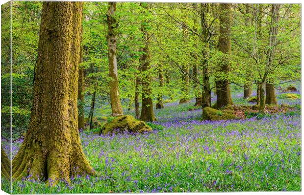Bluebell Woods in Spring in the Lake District Canvas Print by Nick Jenkins